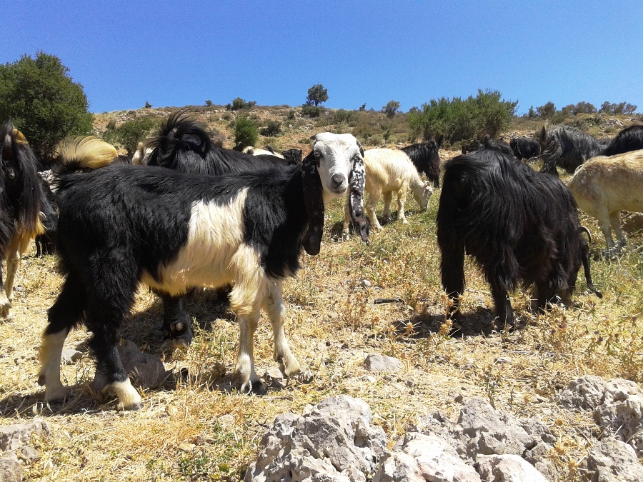 Go for a hike with the local herder and his goats