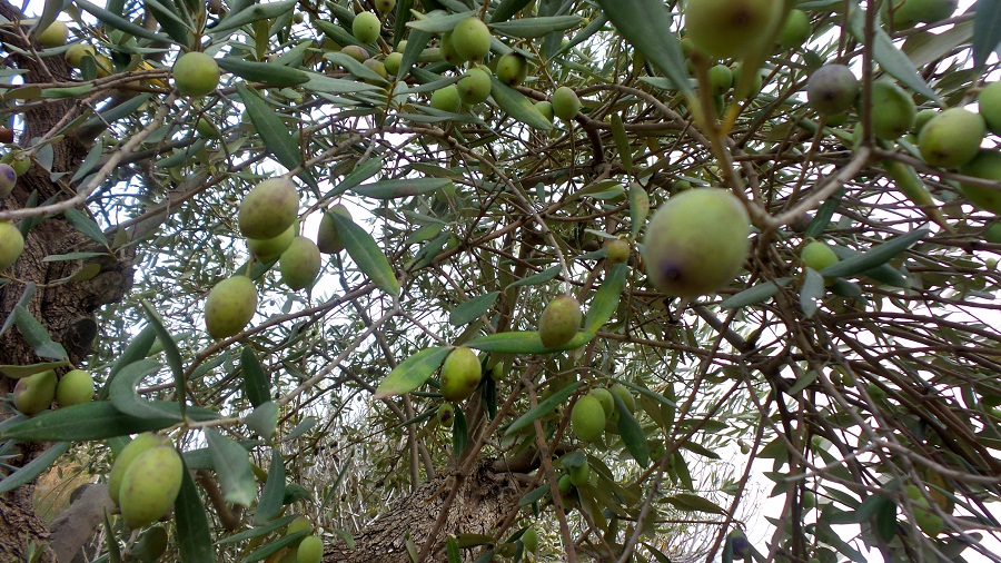 olive 3